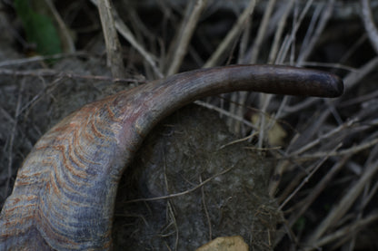 Reserved for Karen - Goat Horns