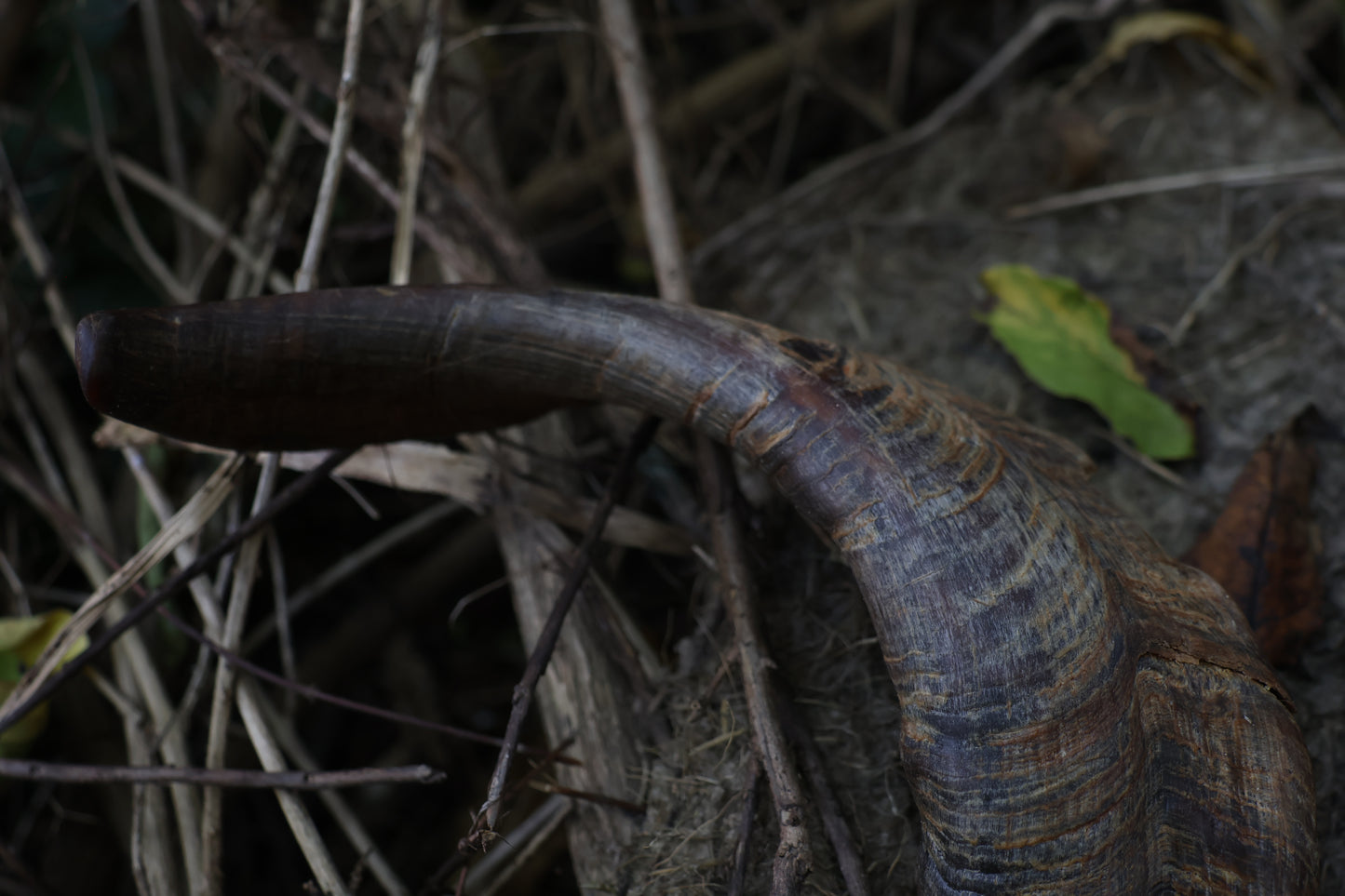 Reserved for Karen - Goat Horns