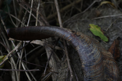 Reserved for Karen - Goat Horns