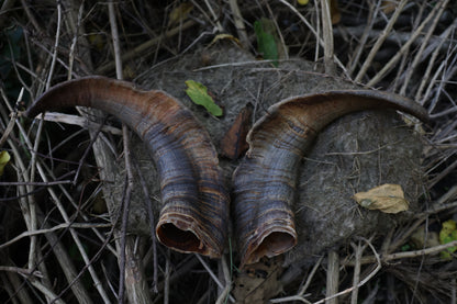 Reserved for Karen - Goat Horns
