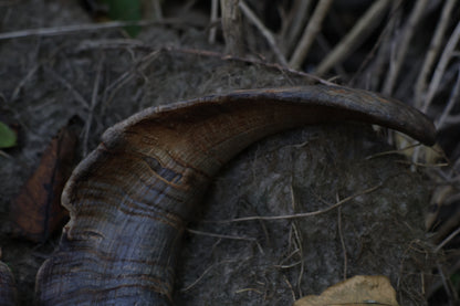 Reserved for Karen - Goat Horns