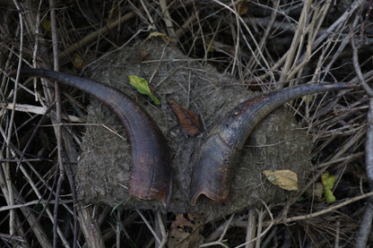 Goat Horns