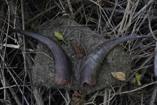 Goat Horns