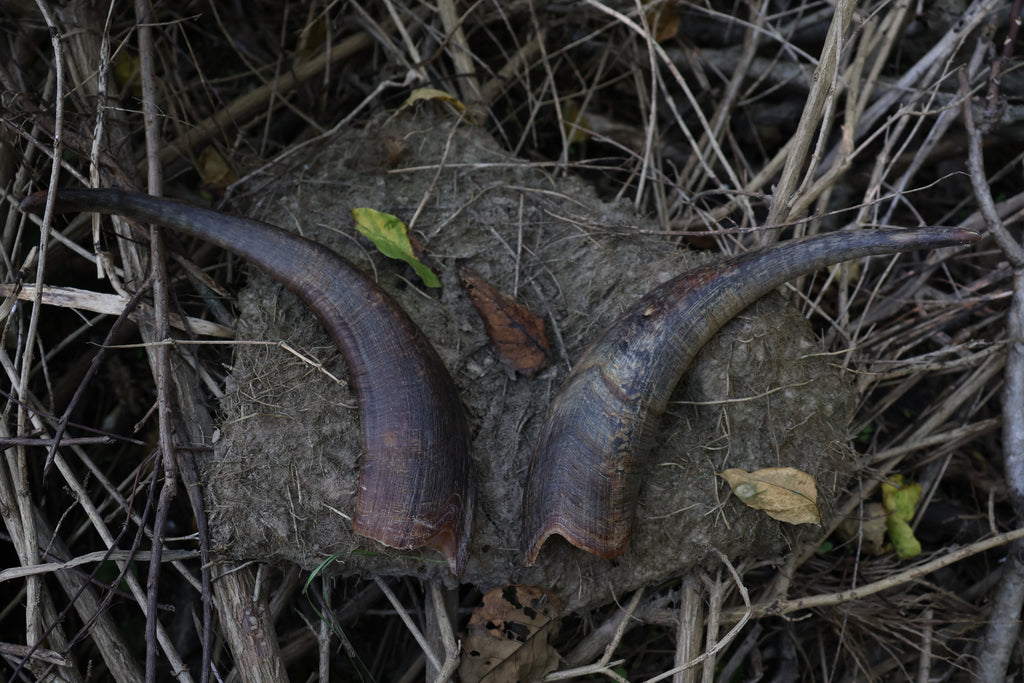 Goat Horns