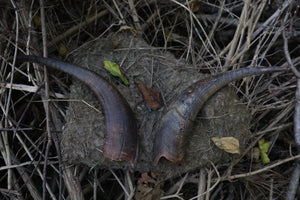 Goat Horns