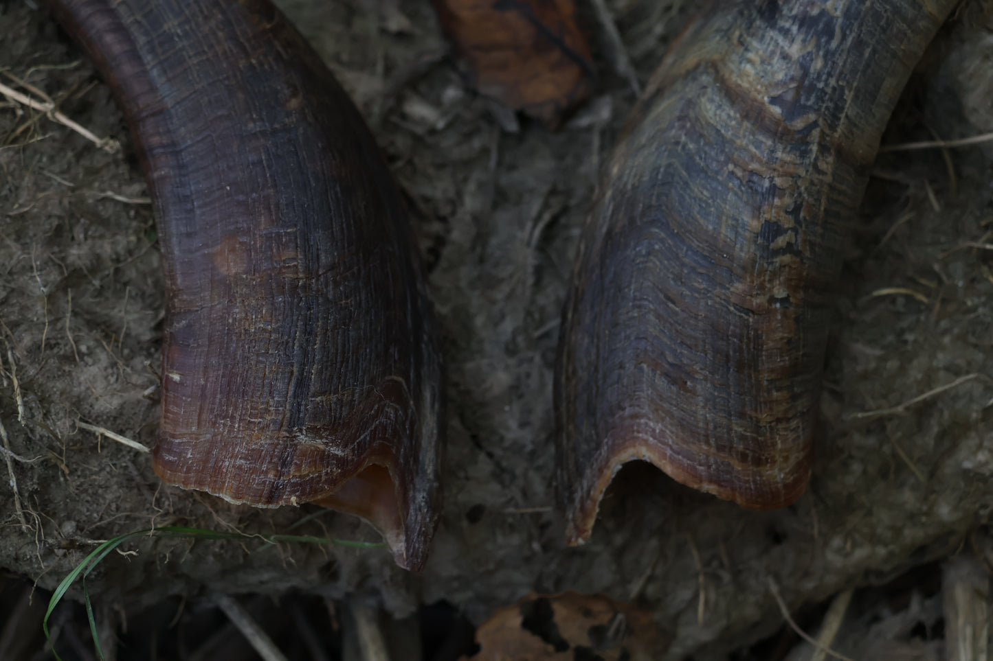Goat Horns