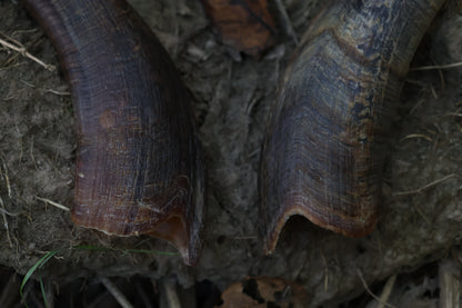 Goat Horns