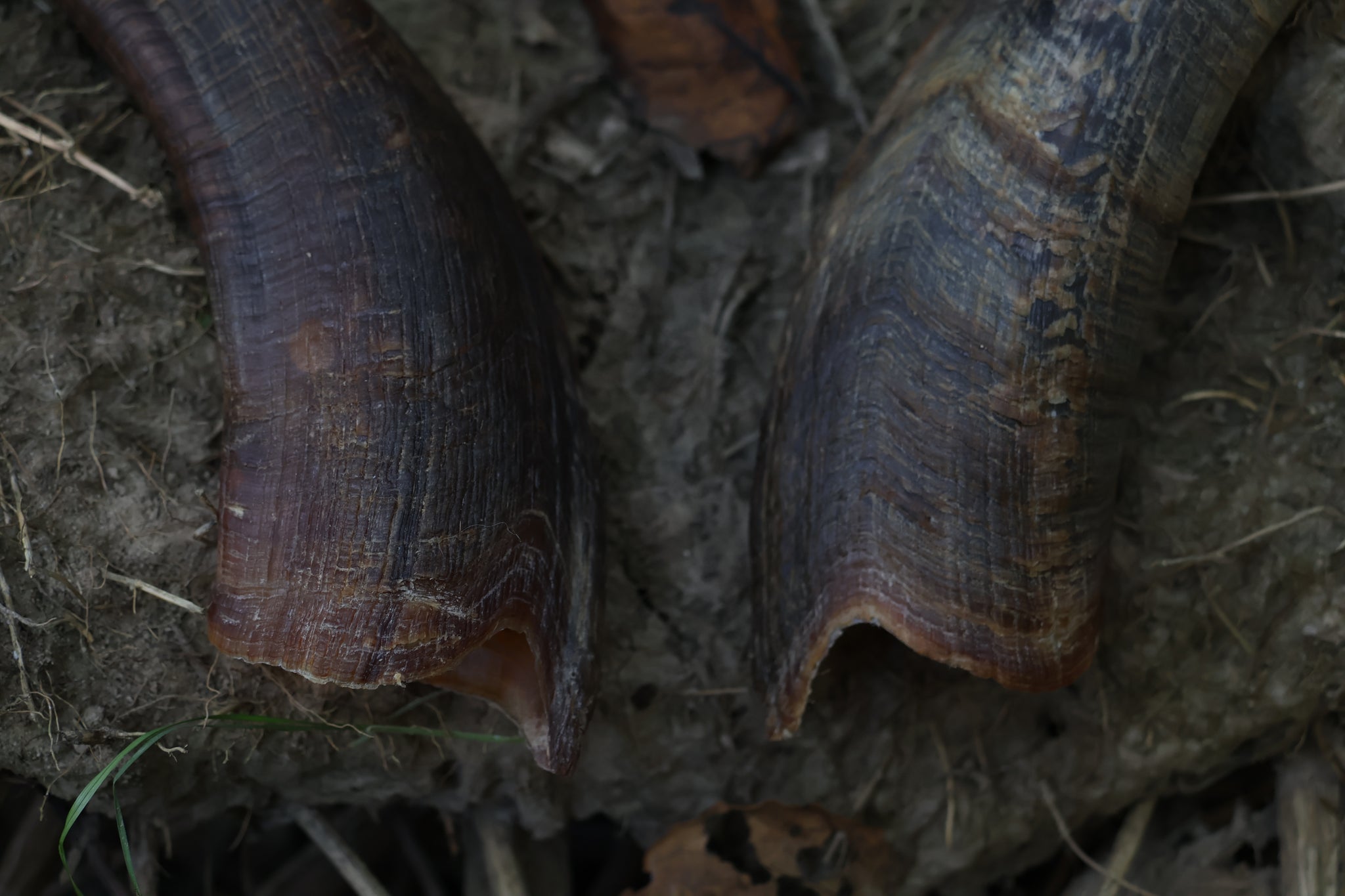 Goat Horns