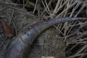 Goat Horns