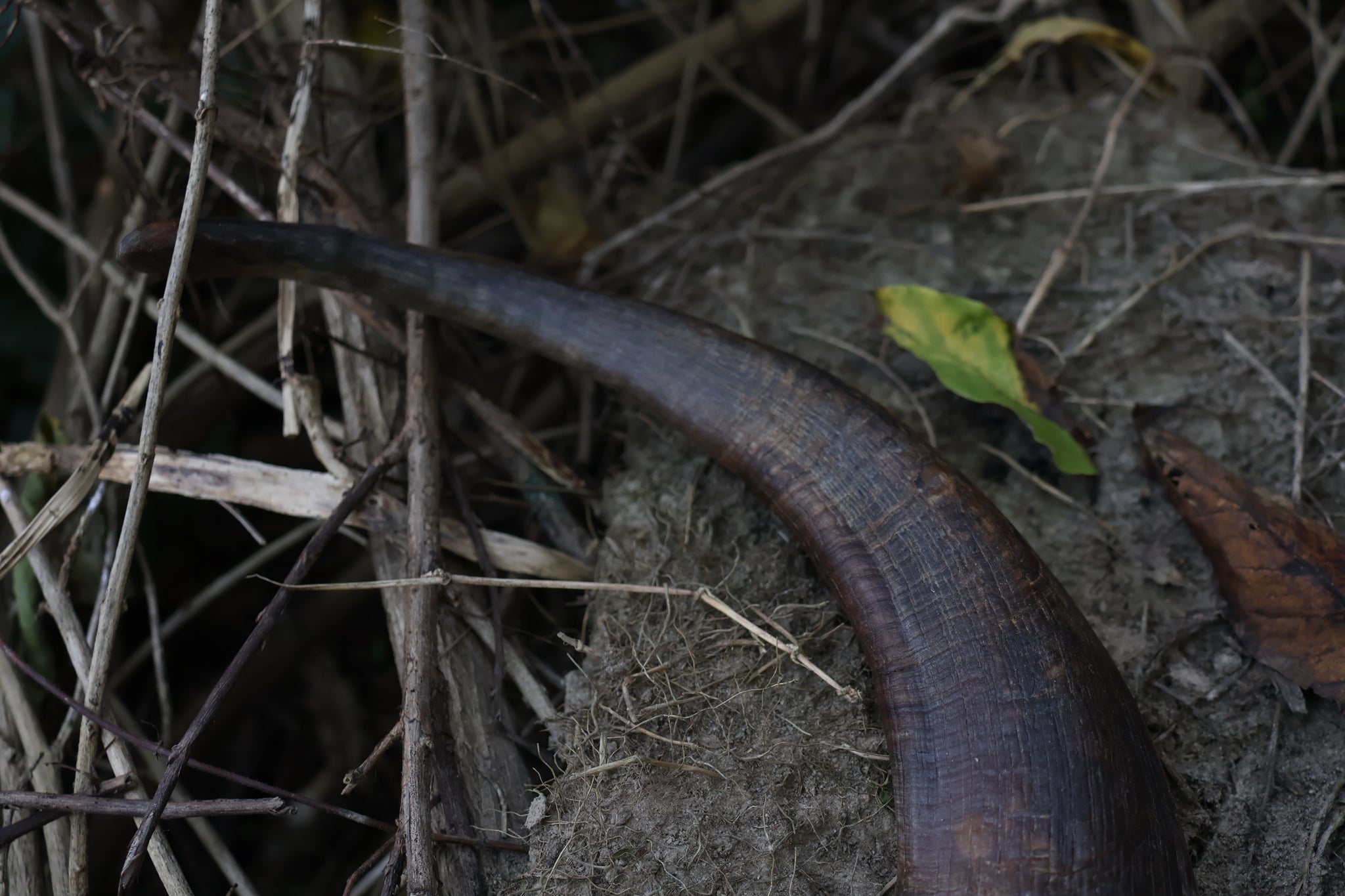 Goat Horns