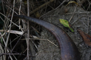 Goat Horns
