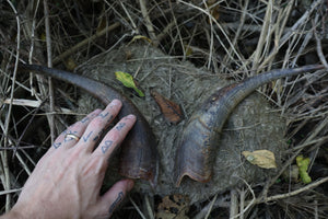 Goat Horns