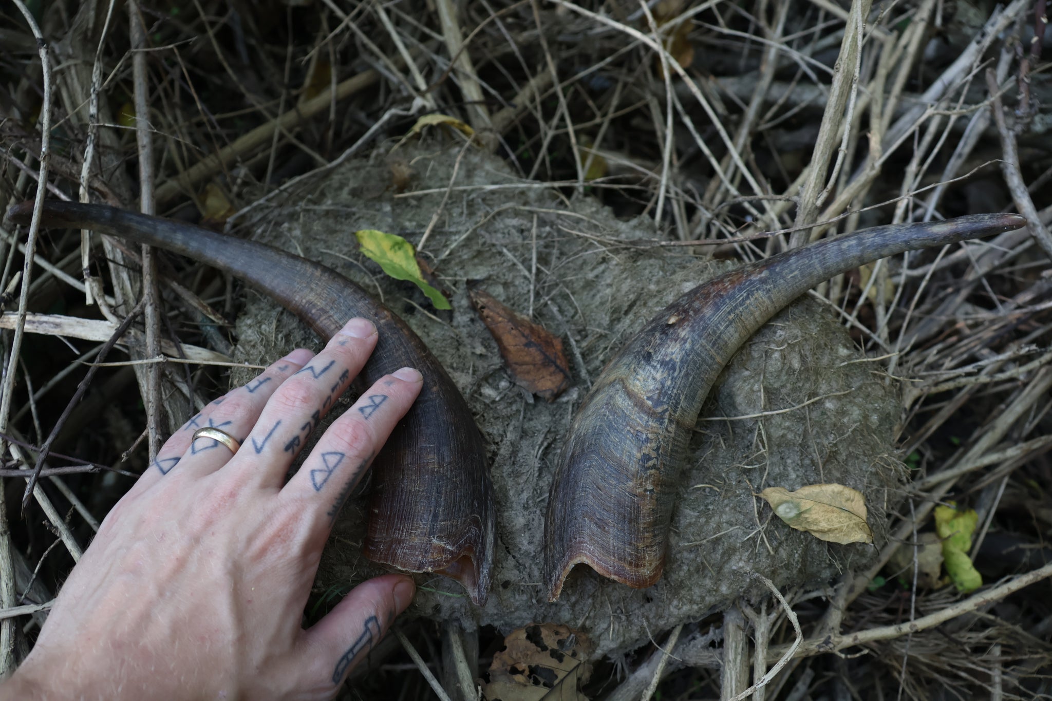 Goat Horns