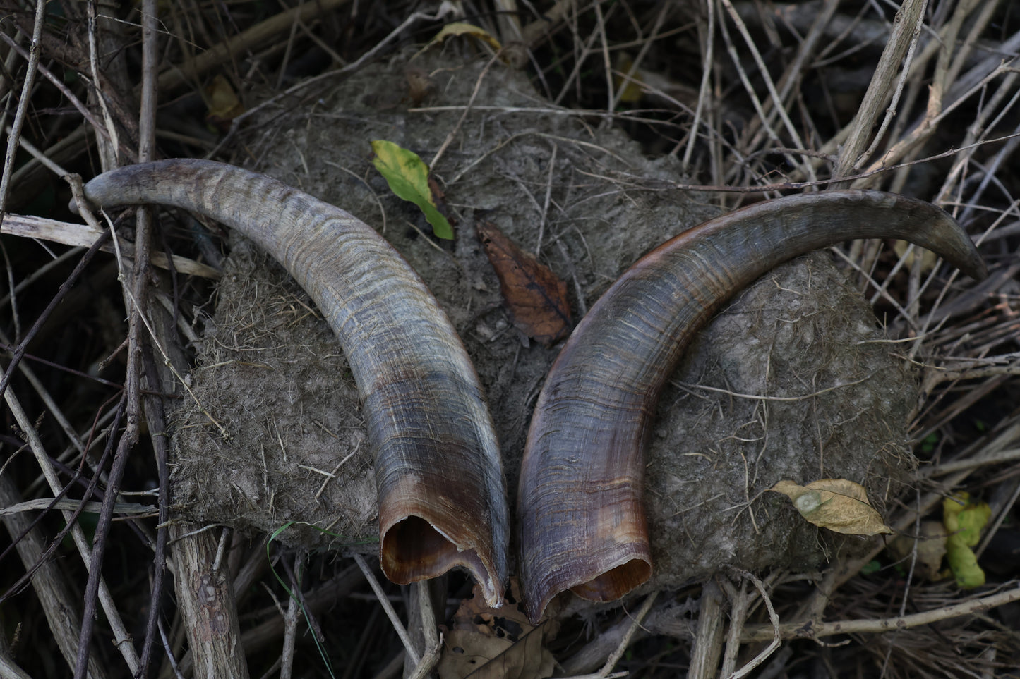 Goat Horns