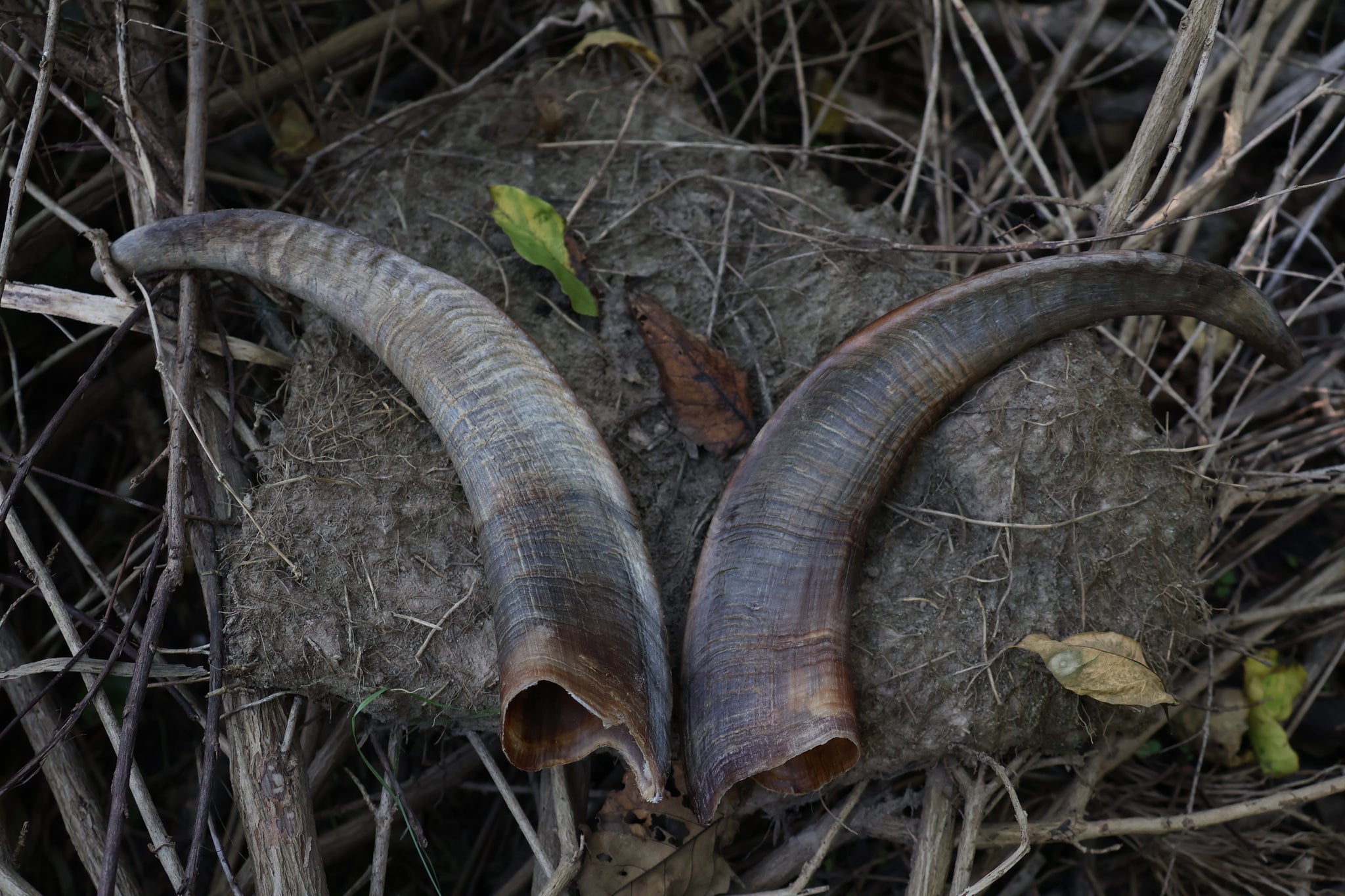 Goat Horns