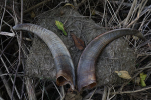 Goat Horns