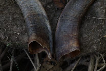 Goat Horns