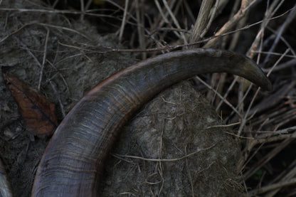Goat Horns