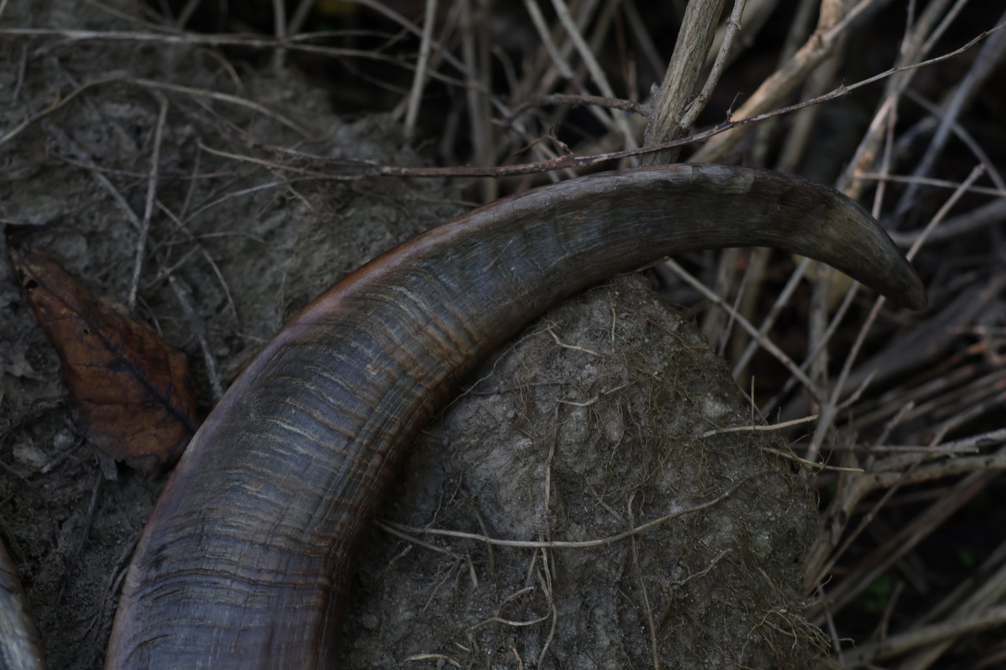 Goat Horns
