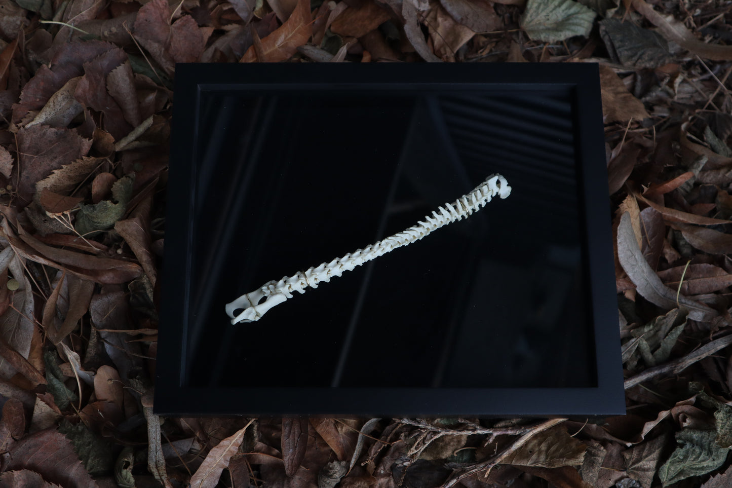 Kitten Spine Shadow Box