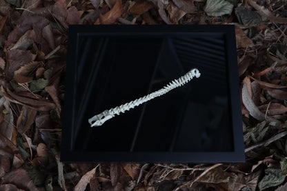 Kitten Spine Shadow Box