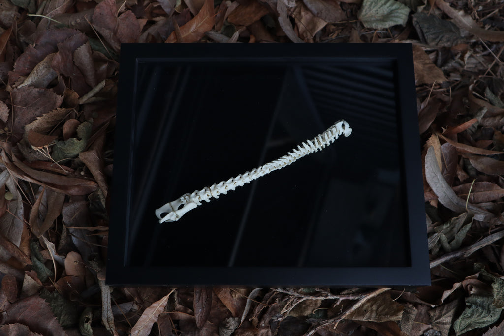 Kitten Spine Shadow Box