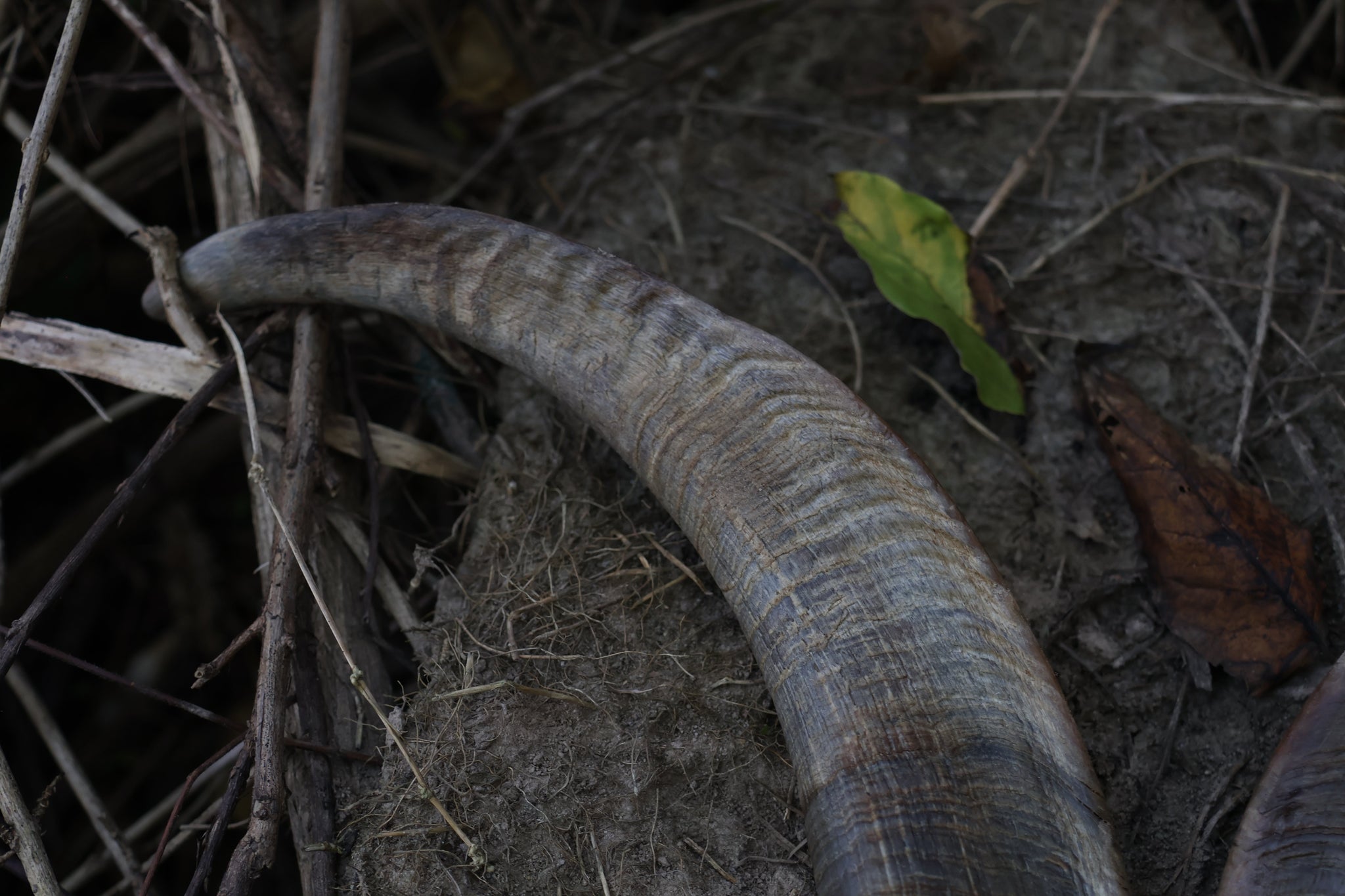 Goat Horns