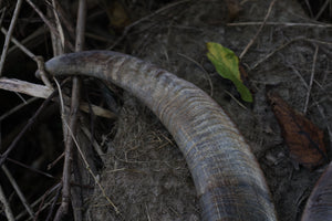 Goat Horns