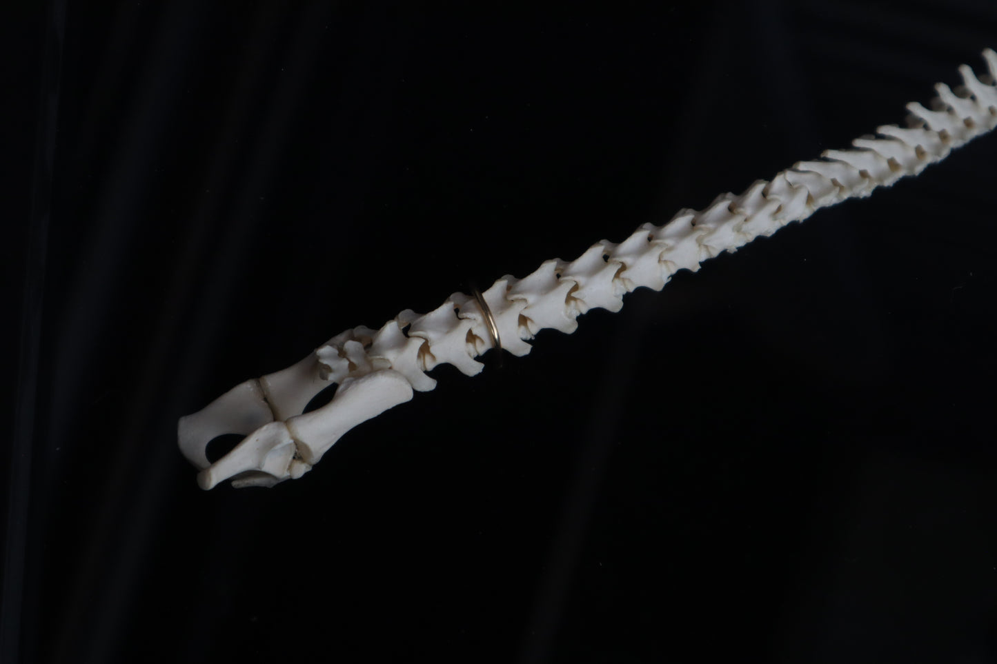 Kitten Spine Shadow Box