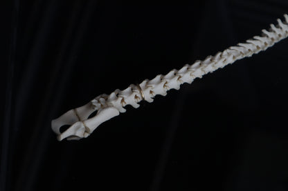 Kitten Spine Shadow Box