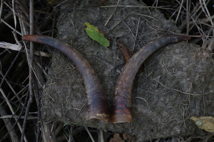Goat Horns