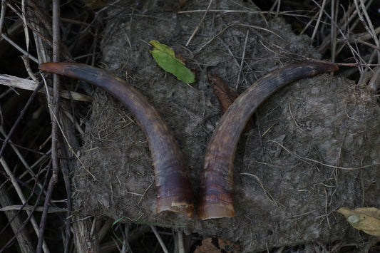 Goat Horns