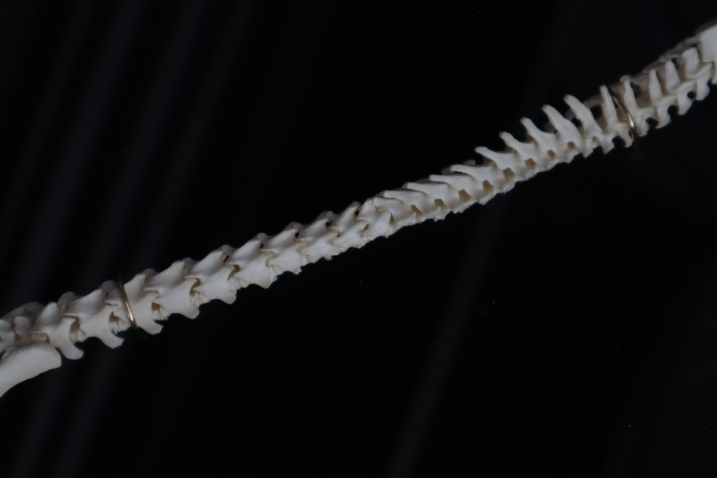 Kitten Spine Shadow Box