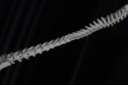 Kitten Spine Shadow Box