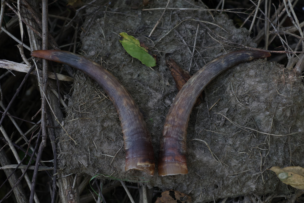 Goat Horns