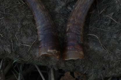 Goat Horns