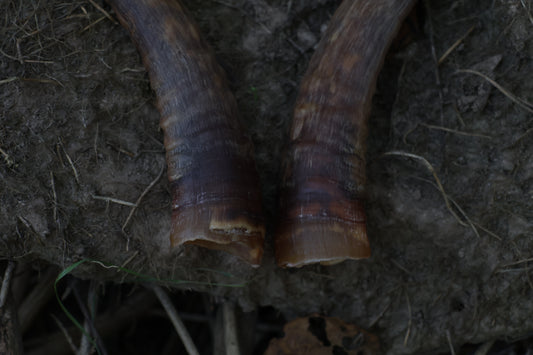 Goat Horns