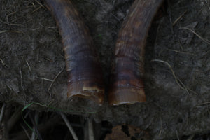 Goat Horns