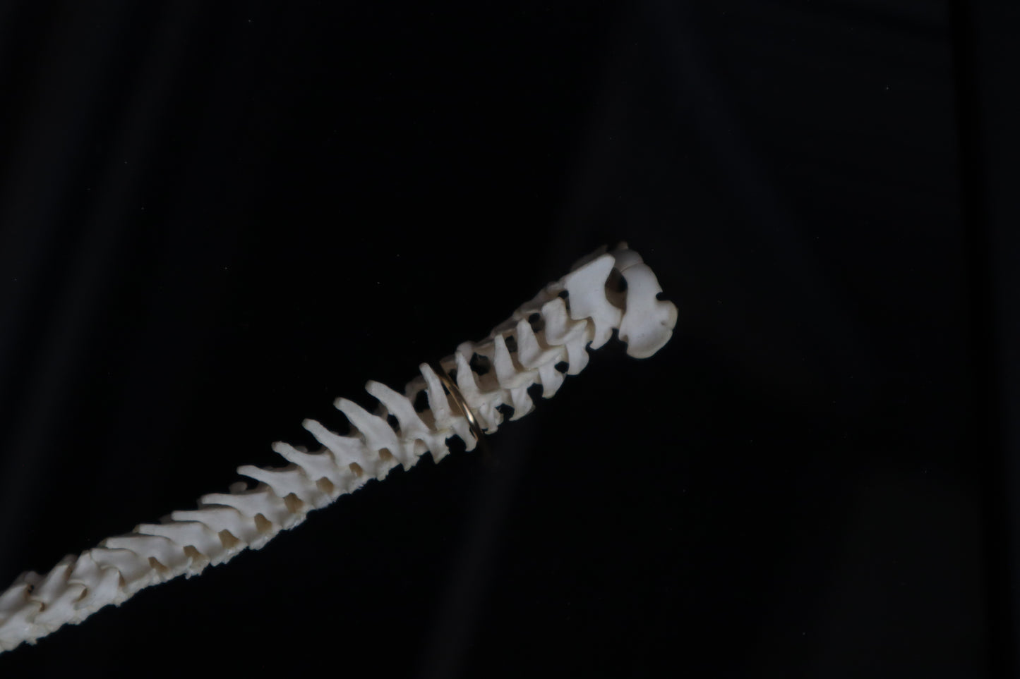 Kitten Spine Shadow Box