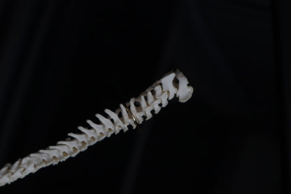 Kitten Spine Shadow Box
