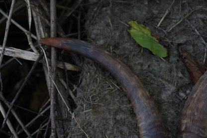 Goat Horns