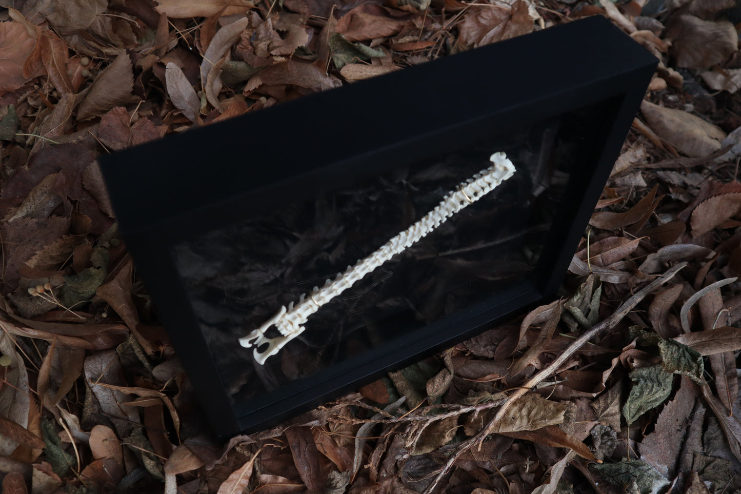 Kitten Spine Shadow Box
