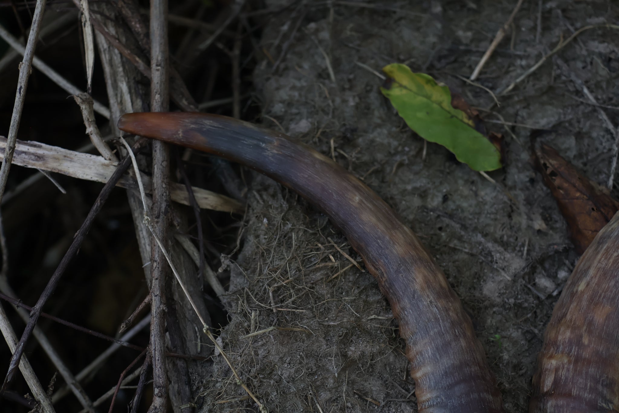 Goat Horns