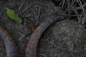 Goat Horns