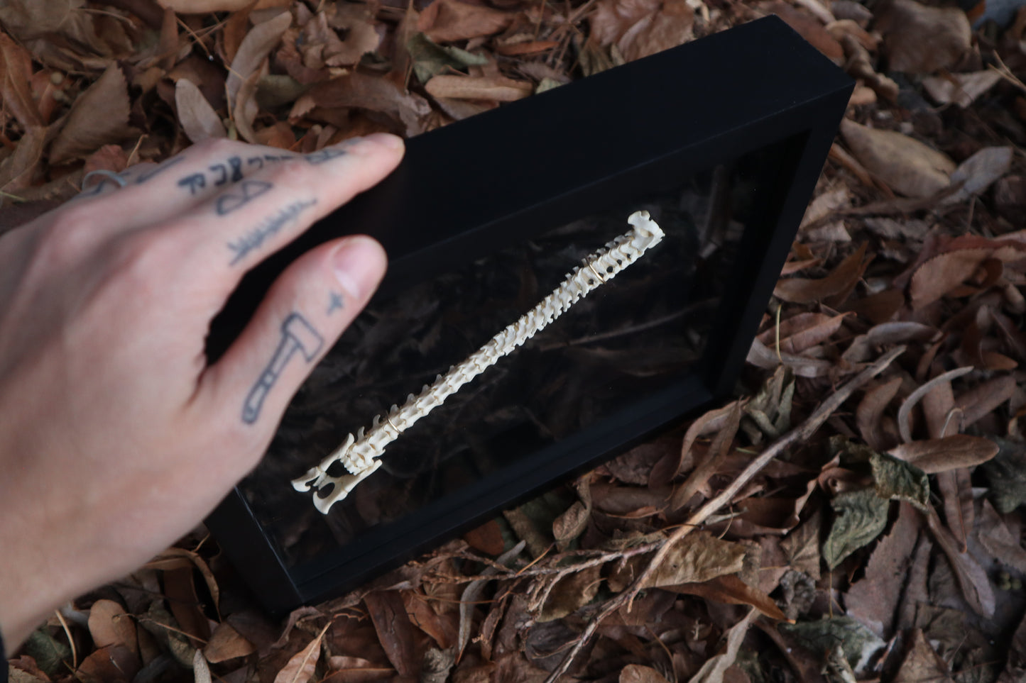 Kitten Spine Shadow Box