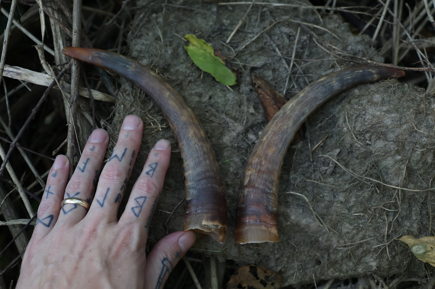 Goat Horns