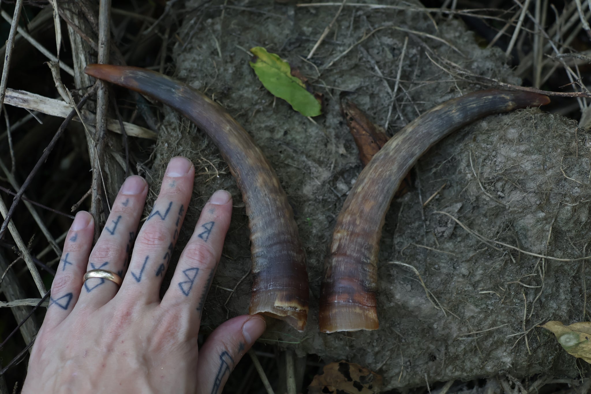 Goat Horns