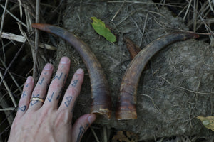 Goat Horns