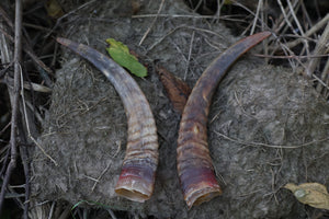 Goat Horns