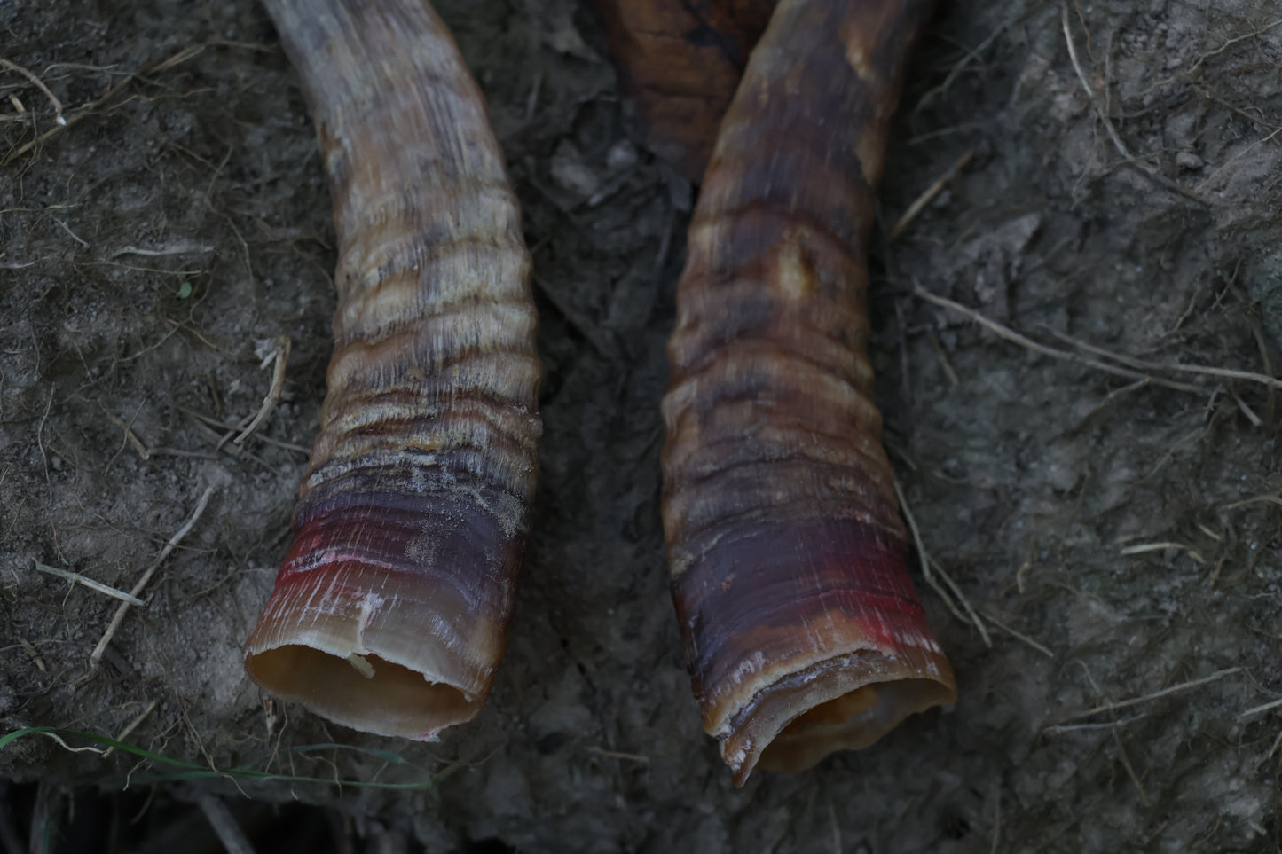 Goat Horns